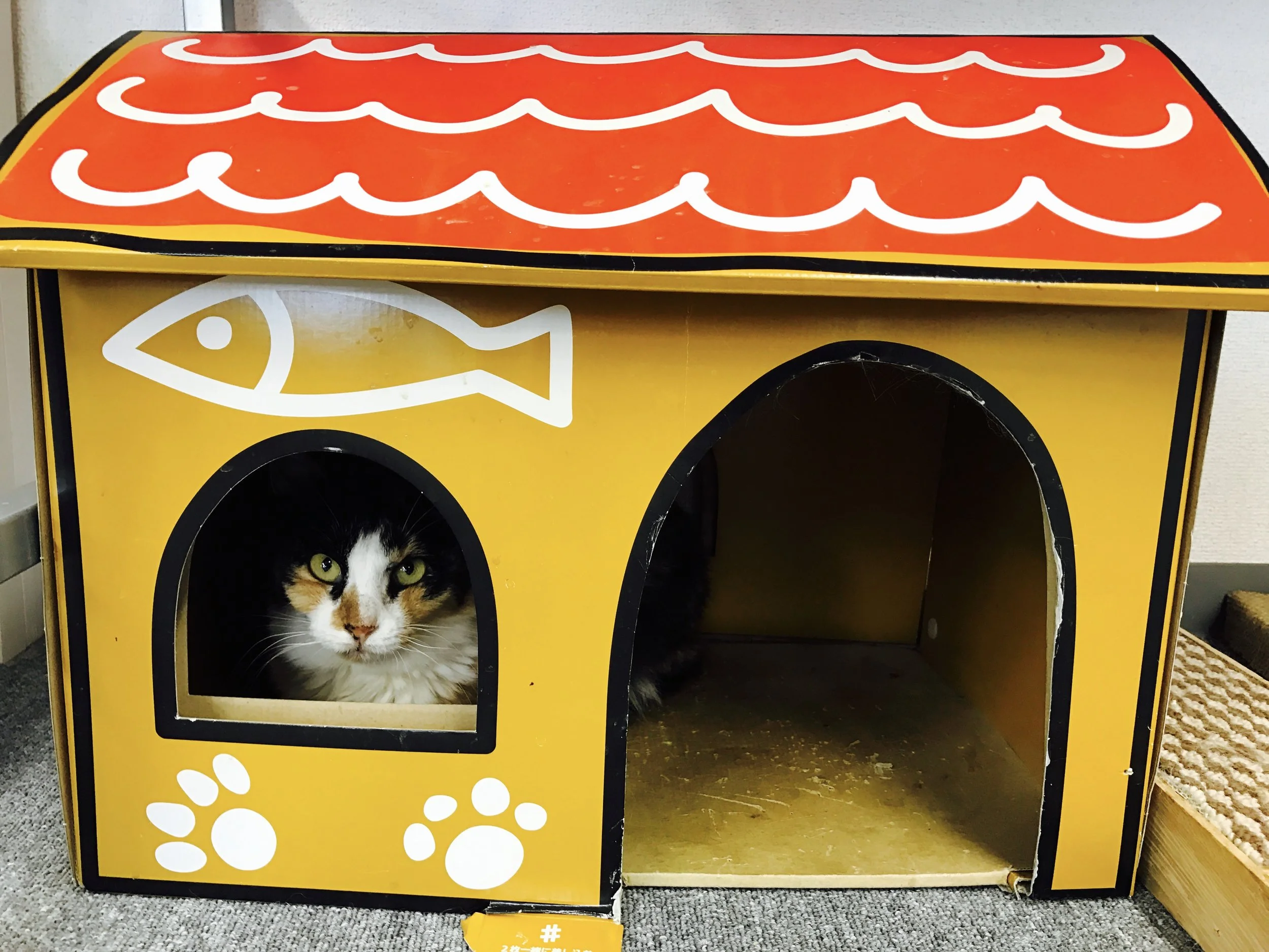 Machineko — The Neighbor's Cat